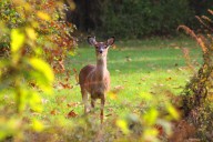 Game Commission reminds hunters to know rules on Pennsylvania public lands