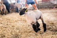 Butler Farm Show Results: Junior Sheep