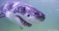 Aumentan los avistamientos de grandes tiburones blancos en Maine y Nueva Inglaterra