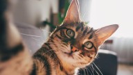 ¿Puede la demencia en gatos ofrecer respuestas al Alzheimer?