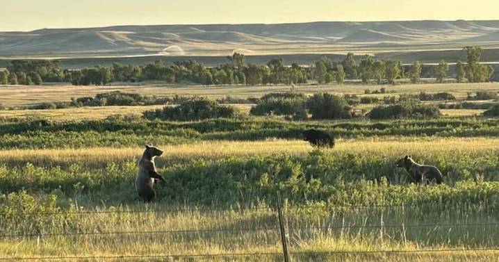 Grizzly bears moving closer to Montana towns sparks delisting push