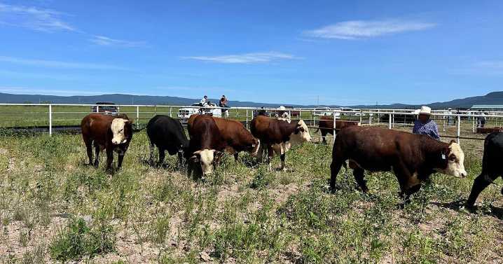 México y EU acuerdan plan binacional contra el gusano barrenador