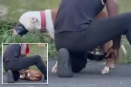Sicko caught on camera duct-taping dog at Queens park arrested -