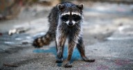 Outbreaks of rabies rising across the U.S., CDC surveillance suggests