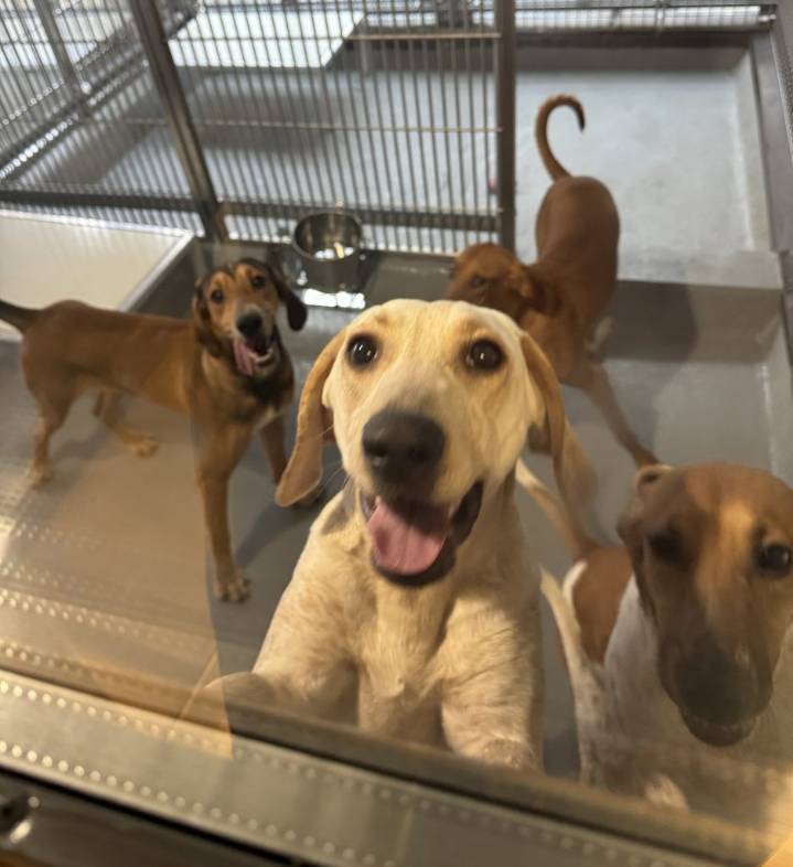 Ontario to ban research testing on dogs and cats, premier says