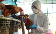 Argentina suspende parte de las exportaciones de productos aviares tras detectar un caso de gripe aviar