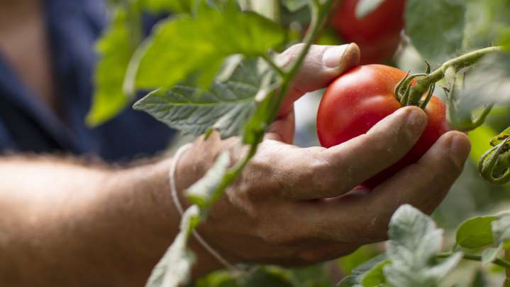 [8 Min] X Tomato Varieties That Provide The Biggest Harvest