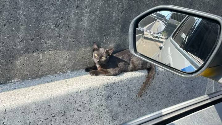 Meet Conan: Cat rescued from Route 280 and now recovering