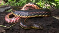 Have You Seen This Rare Rainbow Snake? Florida Wants to Know