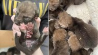 Oregon Woman Rescues Tiny “Puppies” From the Road, Then Discovers They Aren’t Puppies at All