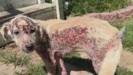 Severely mange-ridden dog makes miraculous recovery