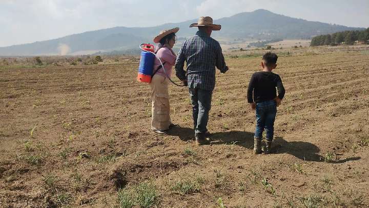 Dispersan semillas con drones en Zamora, Zacapu, Pajacuarán, Paracho y Turicato