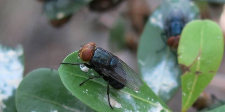 First human case of flesh-eating New World screwworm case found in Maryland