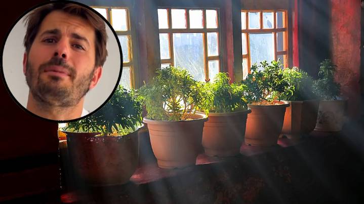 Álvaro Pedrera, experto en plantas: “No es lo mismo ponerla en la ventana o en una esquina”