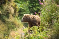 Plan to return grizzlies to the North Cascades appears to be in hibernation