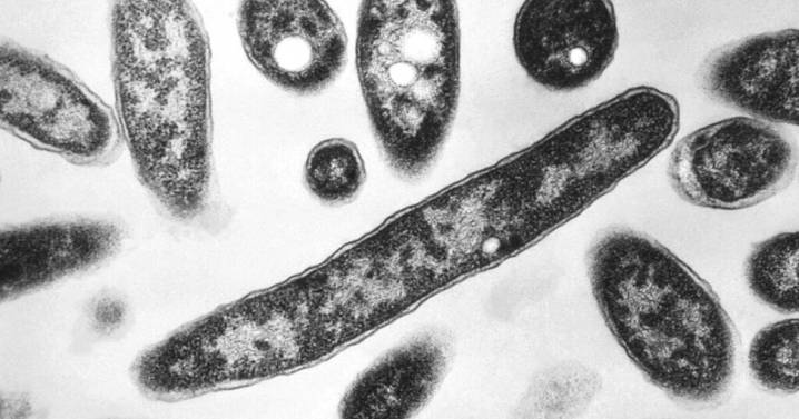Death toll from Legionnaires' disease outbreak in New York City rises to 7 and infections hit 114
