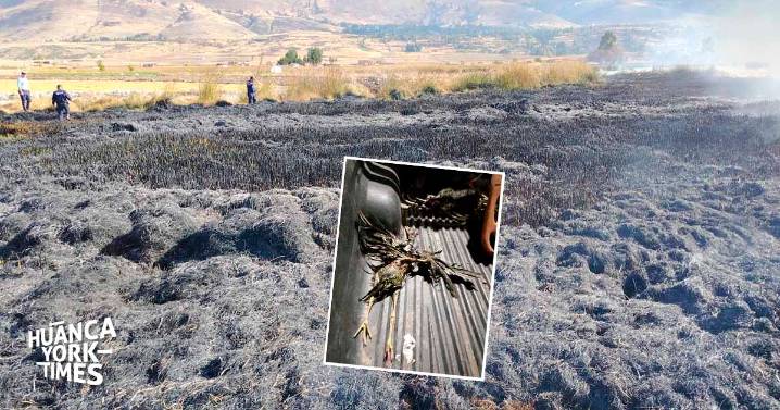 Polluelos y aves adultas mueren calcinados en incendio del humedal de Pucush Uclo