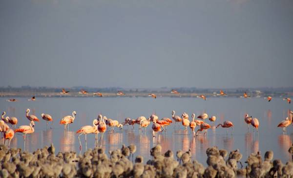 Escapada al pueblo de los flamencos: es cerca de CABA y ofrecen visitas guiadas