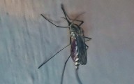 Reportan 50 casos de dengue en Morelia este 2025