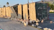 ¡Pollitos en fuga! Vuelca tráiler con gallinas; resulta chofer herido tras percance
