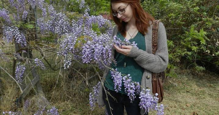 Desert Gardener: Growing a wisteria takes time and a lot of pruning.