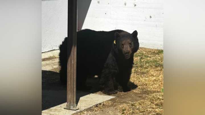 Brown bear sighting surprises Glendale residents, prompts police response
