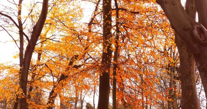 Why are the leaves already turning brown and falling from trees?