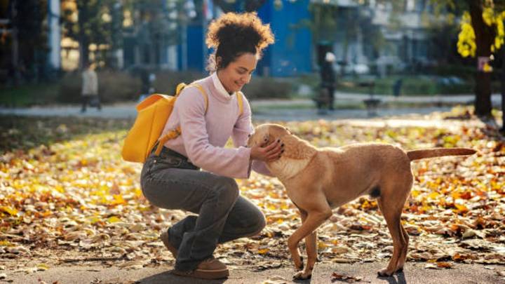 Qué significa acariciar a perros desconocidos de la calle según la psicología