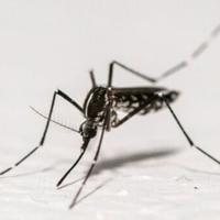 Record number of mosquito-borne disease outbreaks in Europe: health agency