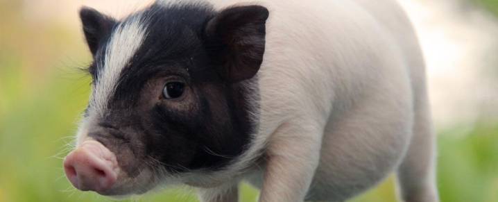 Pig Lung Transplanted Into a Human in Major Scientific First