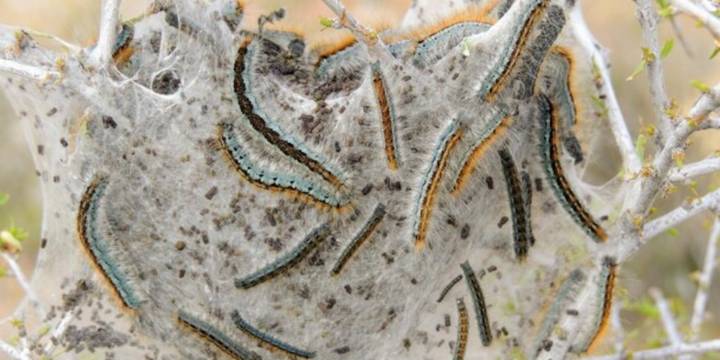 El misterio detrás de las orugas peludas que invaden pueblos y desaparecen sin dejar rastro