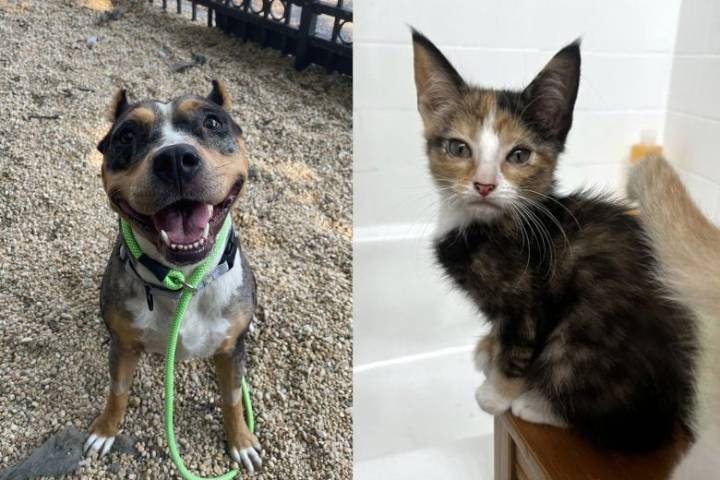Pet of the Week: 2025 pets