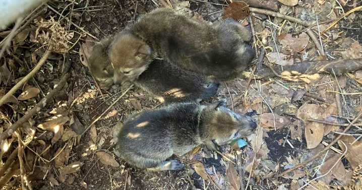 Red wolf population expands with new litters born on NC's Albemarle Peninsula :: WRAL.com