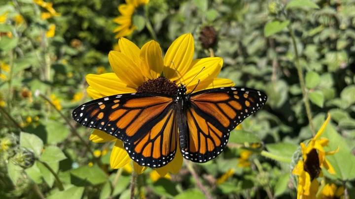 Monarch Butterflies Are Losing Their Navigational Abilities. You Can Guess Why