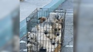 California Woman Shocked To Find 7 Tiny Pups Crammed In A Cage—What Happens Next Is Heartwarming