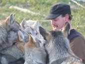 This Ontario man raised an illegal wolfpack as pets. Now, they could be put down