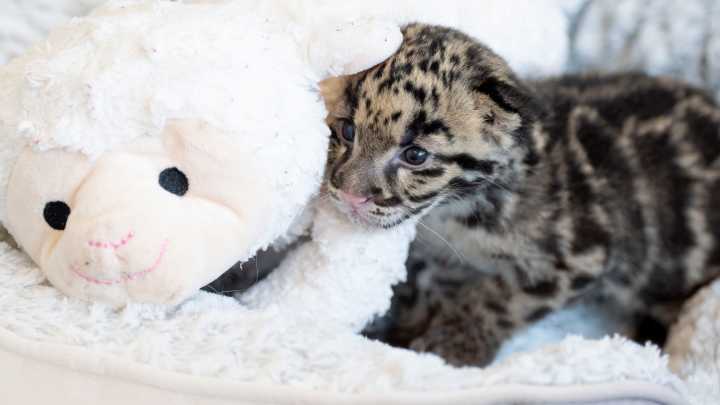 Come see the new leopard cubs at the Nashville Zoo