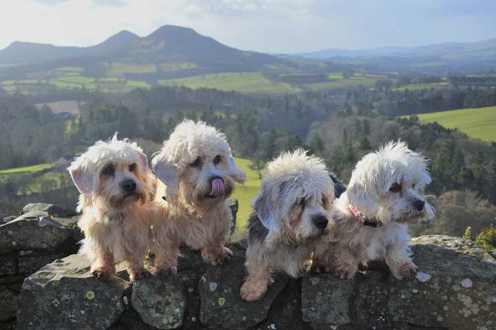 How Sir Walter Scott made the Dandie Dinmont terrier a legend