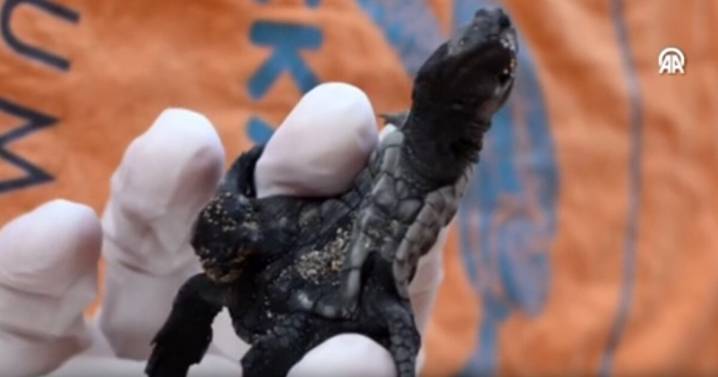 ¿Misterio de la naturaleza? Descubren crías de tortuga unidas en sitio protegido de Turquía