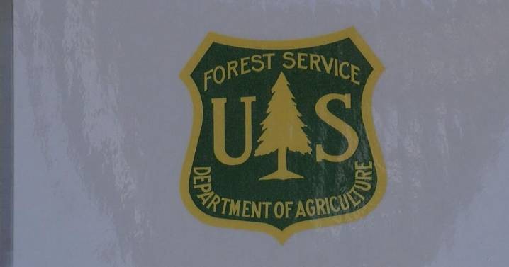 Volunteer to collect ash seeds to fight emerald ash borer