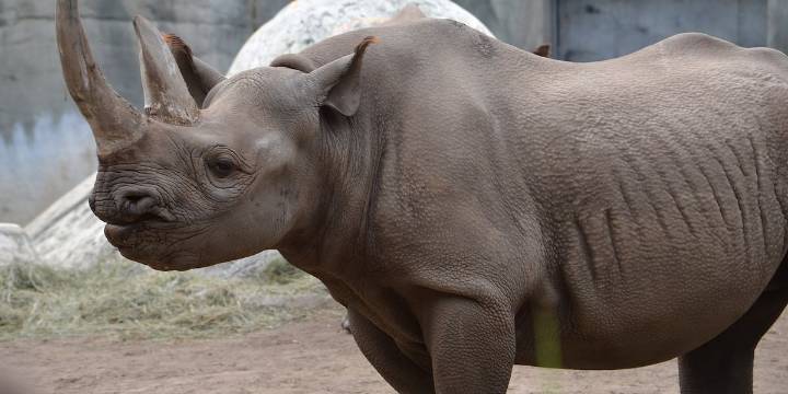 Sick, endangered rhino at Potter Park headed in ‘right direction’