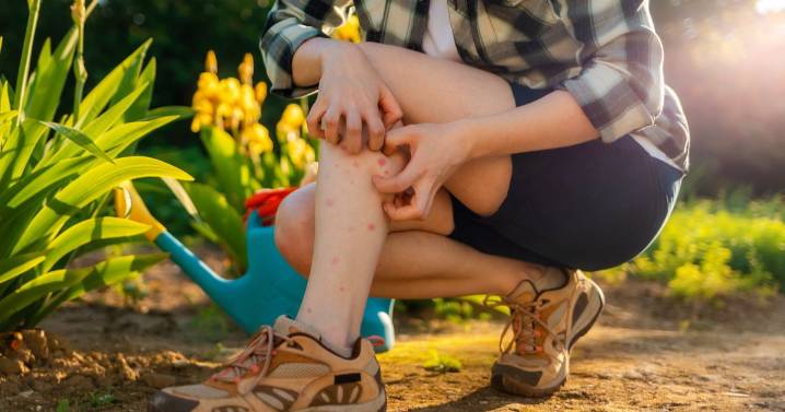 Experts warn warm weather has caused an 'explosion' of parasites in UK homes