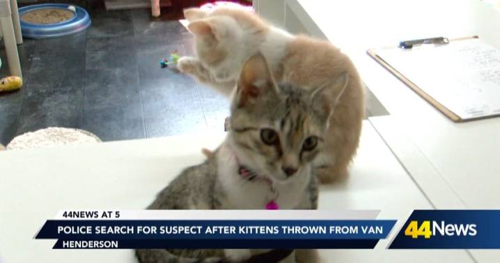 Henderson Police investigate after kittens thrown from moving vehicle