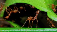 Keep Ants Away With The Help Of A Strong-Smelling Plant They Can't Stand