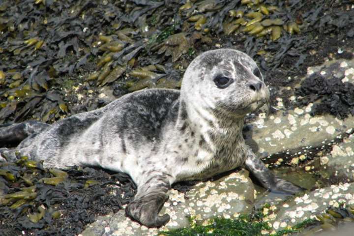 Kayakers, boaters urged keep safe distance from seals in Sooke Basin