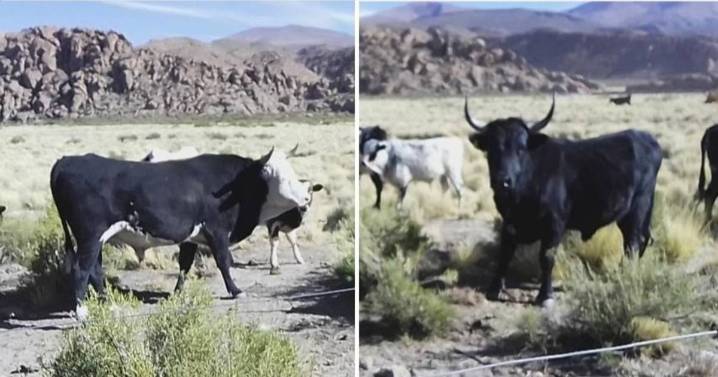 Llegan toros a Casabindo para el toreo de mañana
