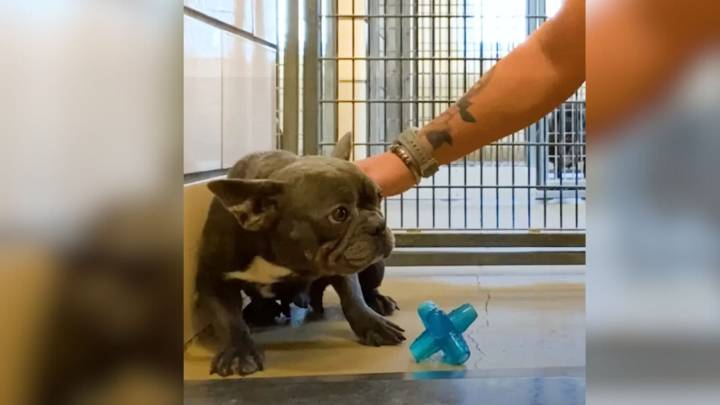 Ohio Pup Who Only Knew Fear Learns What It Feels Like To Be Loved For The First Time