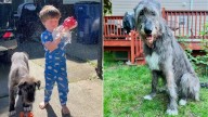Massachusetts Family Surprises Their Son With A Dog, Witnessing The Pup's Shocking Growth Over Time