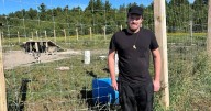 Fate of 16 hybrid wolf-dogs in northern Ontario area remains uncertain