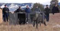 Colorado lawmakers seek to redirect wolf program funds to pay for health insurance
